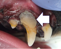 歯石除去前の写真（ミニチュアダックス雌）