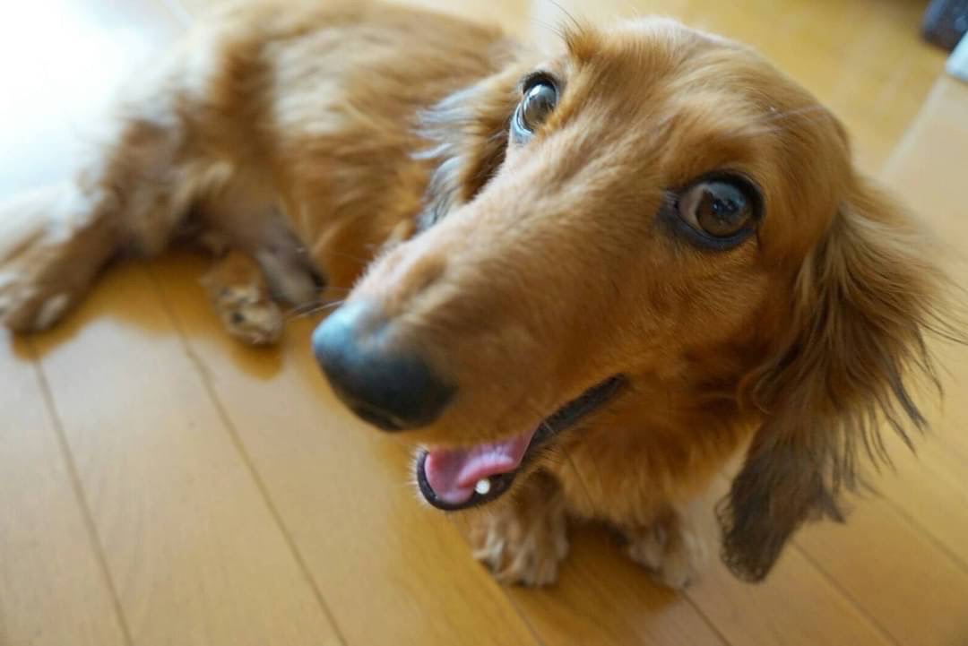 小熊 夏生