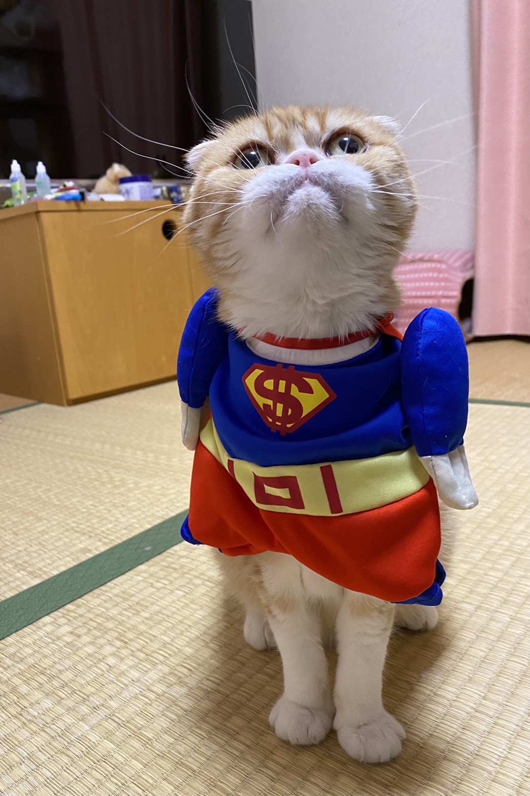 安田 七海